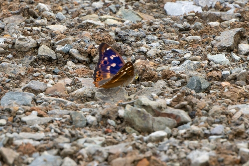 Lesser Purple Emperor