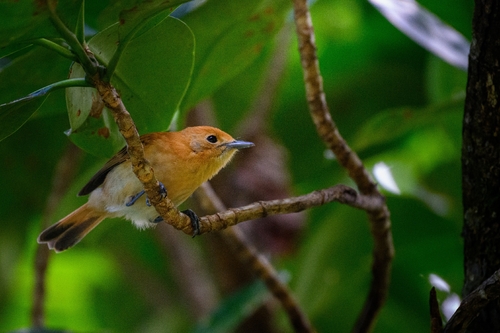 Rarotonga Monarch (Pomarea dimidiata), photo 1