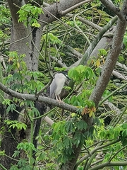 Nycticorax nycticorax