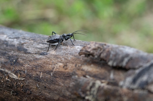 Coranus dilatatus