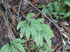 Adiantum silvaticum