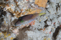 Canthigaster epilampra