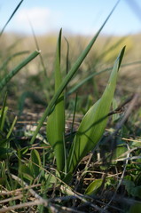 Colchicum umbrosum