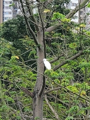 Egretta garzetta