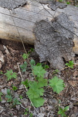 Aconitum lasiostomum
