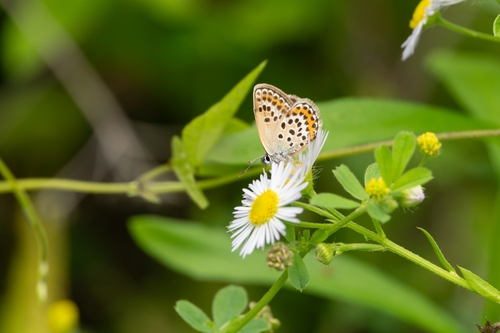 Silver-studded Blue