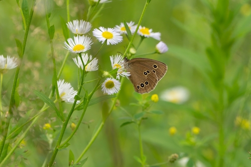 Ringlet