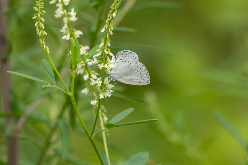 Holly Blue