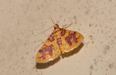 Conogethes haemactalis
