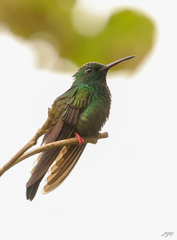 Chalybura urochrysia