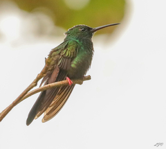 Chalybura urochrysia