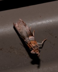 Calguia defiguralis