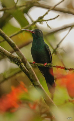Chalybura urochrysia