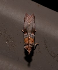 Calguia defiguralis