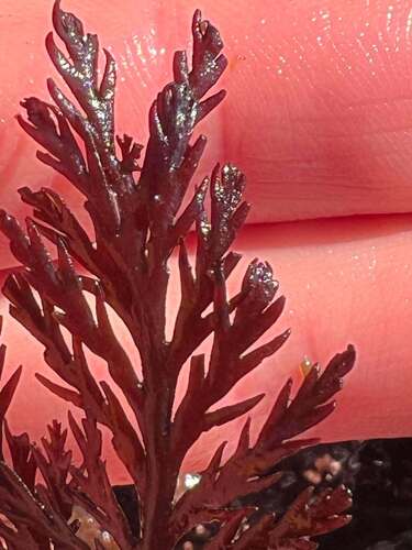 Odonthalia washingtoniensis observed 2026-07-14