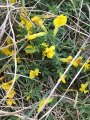 Chamaecytisus ratisbonensis