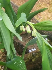 Polygonatum × hybridum