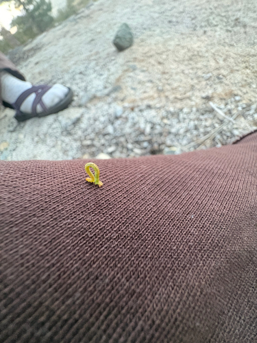 iNaturalist observation photo of Geometer Moths