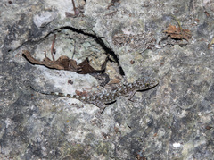 Gekko chinensis