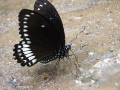 Papilio dravidarum