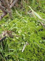 (c) Arnim Littek, some rights reserved (CC BY) Hydrocotyle novae-zeelandiae, photograph (c) Arnim Littek, some rights reserved (CC BY)