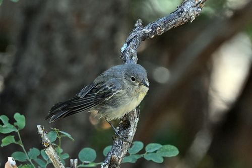 Virginia's Warbler