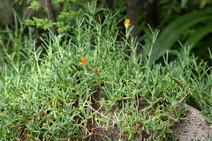 Malephora uitenhagensis