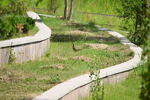 Ring-necked Pheasant
