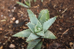 Aloe brevifolia
