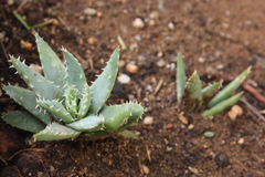 Aloe brevifolia