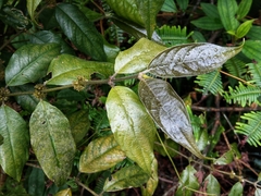 Lasianthus formosensis
