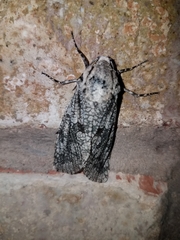 Prionoxystus robiniae