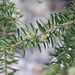 Acacia torringtonensis - Photo (c) Lise Kool, some rights reserved (CC BY-NC), uploaded by Lise Kool