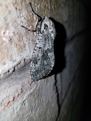 Prionoxystus robiniae