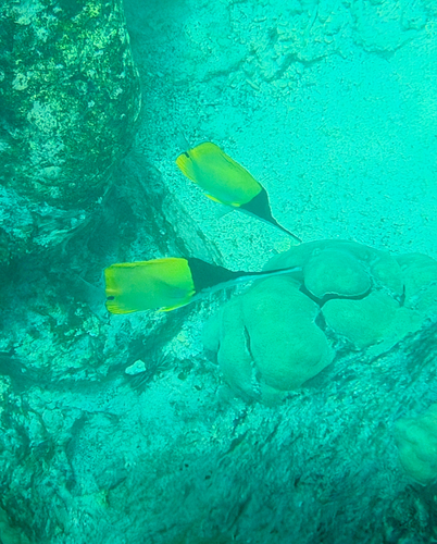 Forcipiger longirostris, 2026-07-11