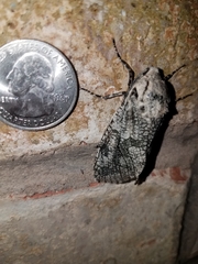 Prionoxystus robiniae