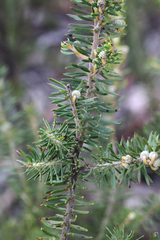 Acacia torringtonensis