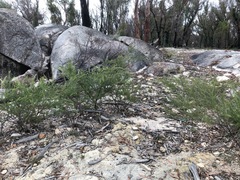 Acacia torringtonensis