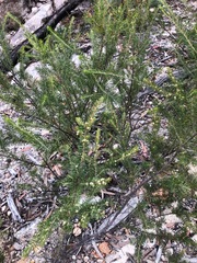 Acacia torringtonensis