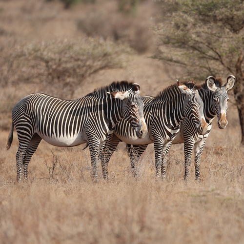 Zebras