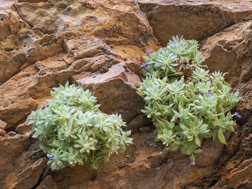 Vandellia cleistandra