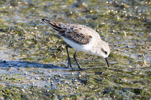 iNaturalist image