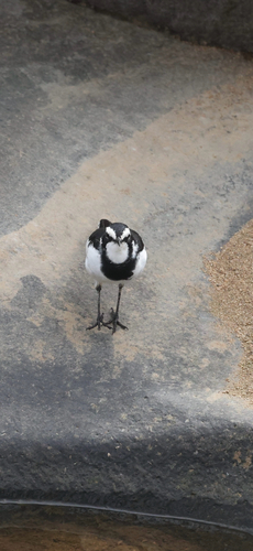 iNaturalist image