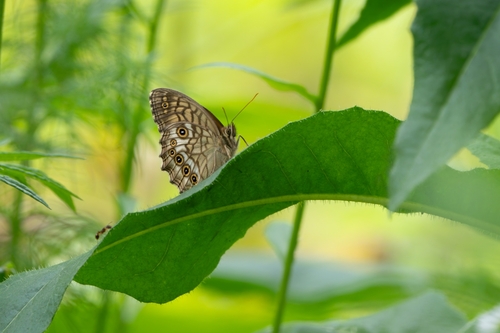 Kirinia epimenides