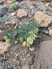 Astragalus allochrous