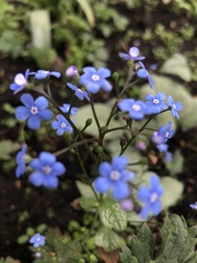 Brunnera