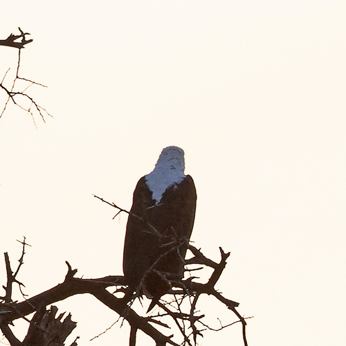 iNaturalist image