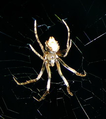 Cyphalonotus larvatus