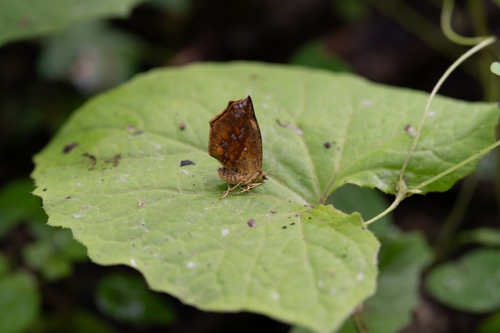 Pterodecta felderi