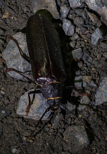 iNaturalist observation photo of Spined Woodborer